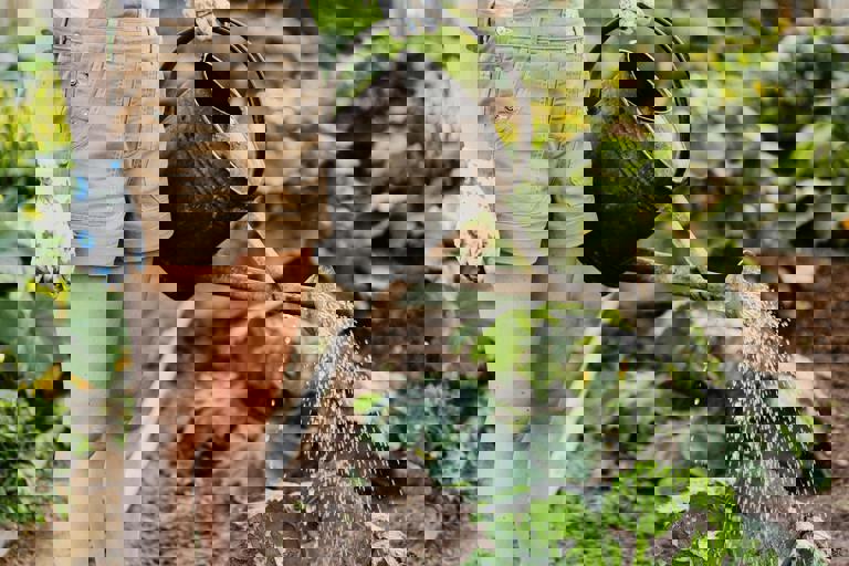 Independent Brewers Harness Rainwater to Slash Production Costs and Emissions